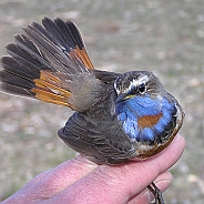 Bluethroat